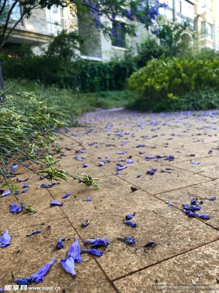 藍花楹