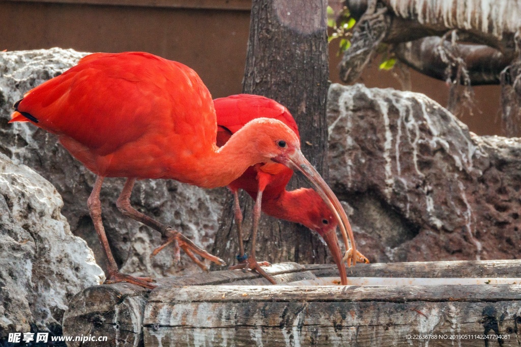 朱鷺圖片鳥類圖片生物世界