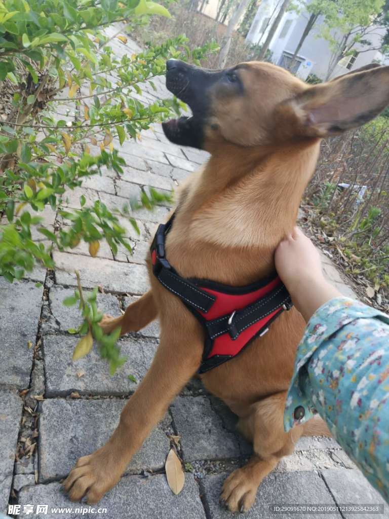 馬犬