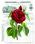 红玫瑰花 打印喷绘