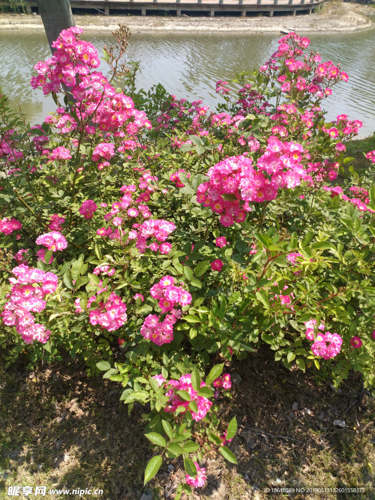 花
