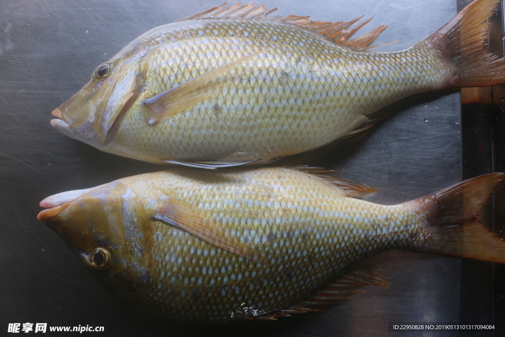 花蘭魚 魚 鮮魚 深海魚