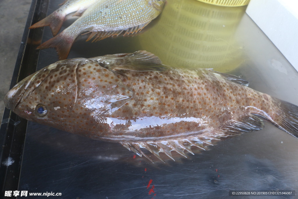 石斑魚 南海石斑 海魚