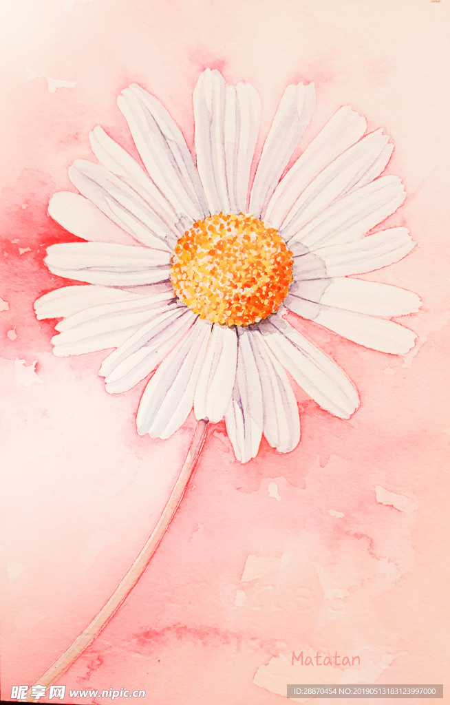 代表希望的菊花插圖