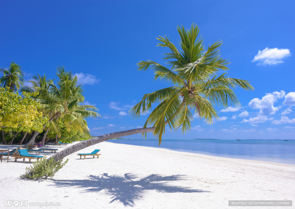 沙滩椰树
