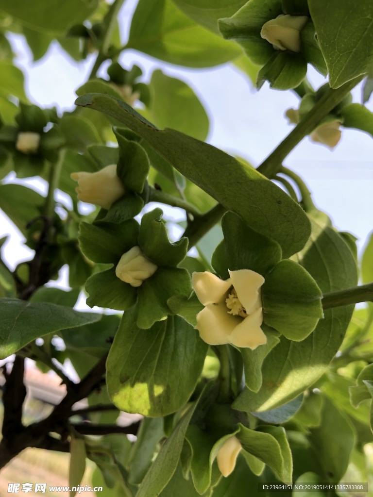 柿子花