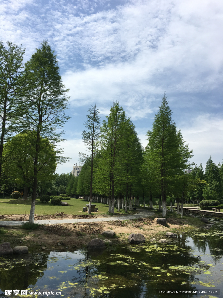 森林公園  春天  綠樹