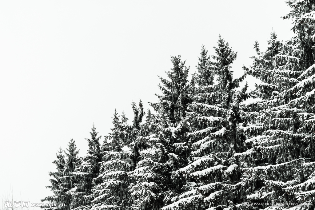 雪松