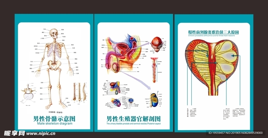 男科室挂图