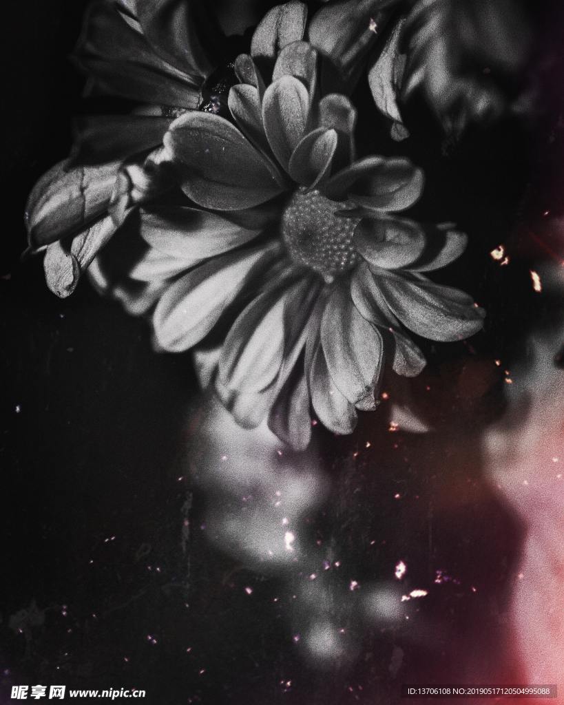 黑白鮮花
