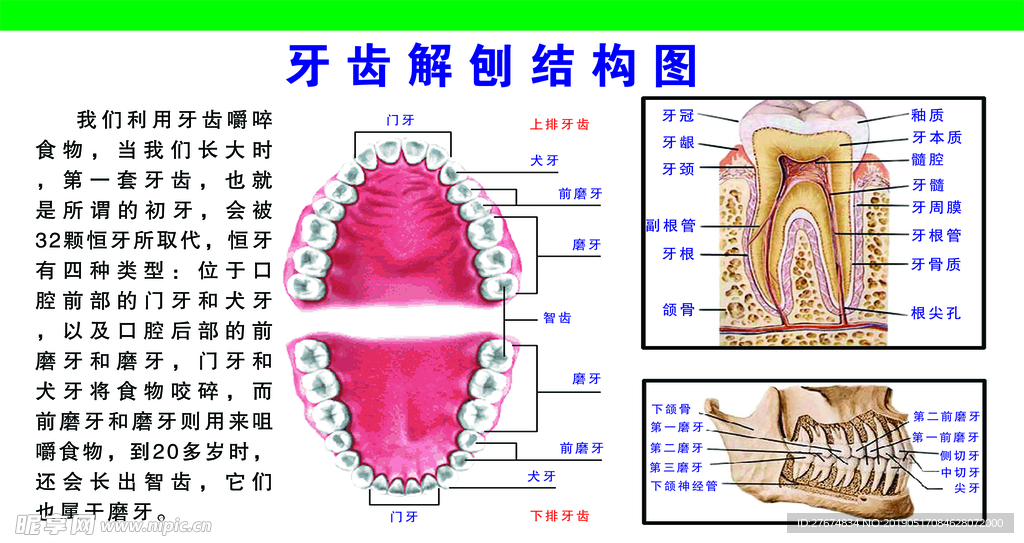 牙齿结构图