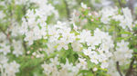 白色野花摄影