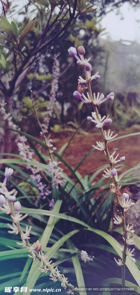 沿街草