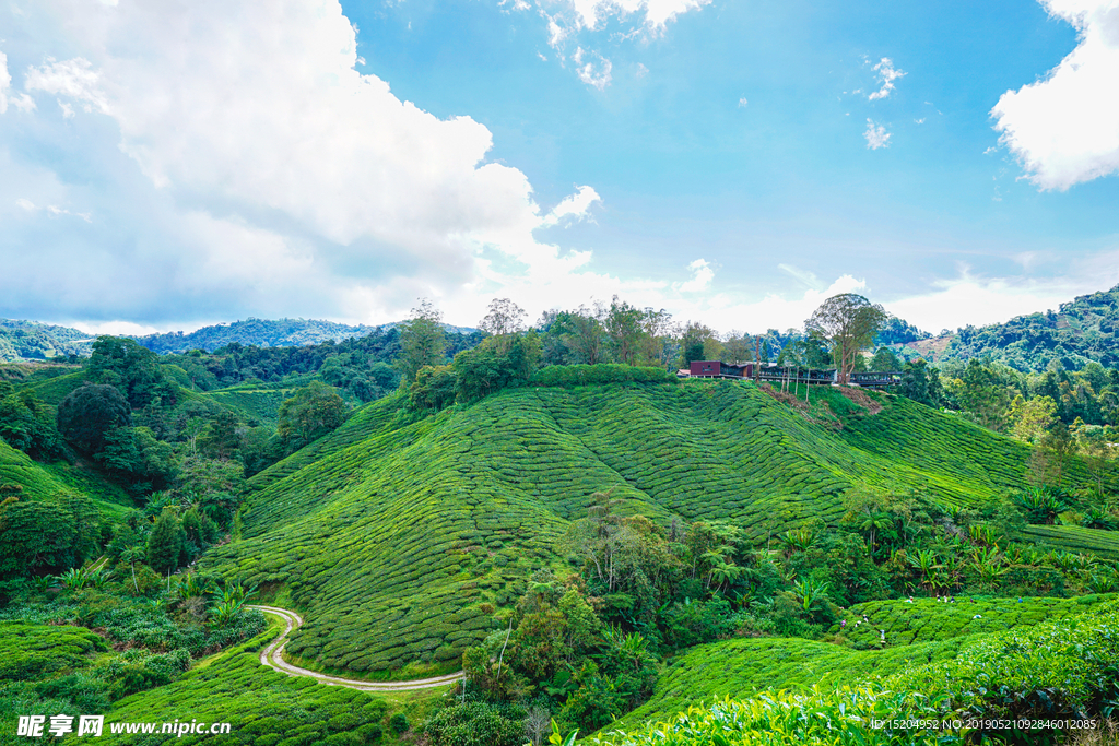 马来西亚高山茶园BOH