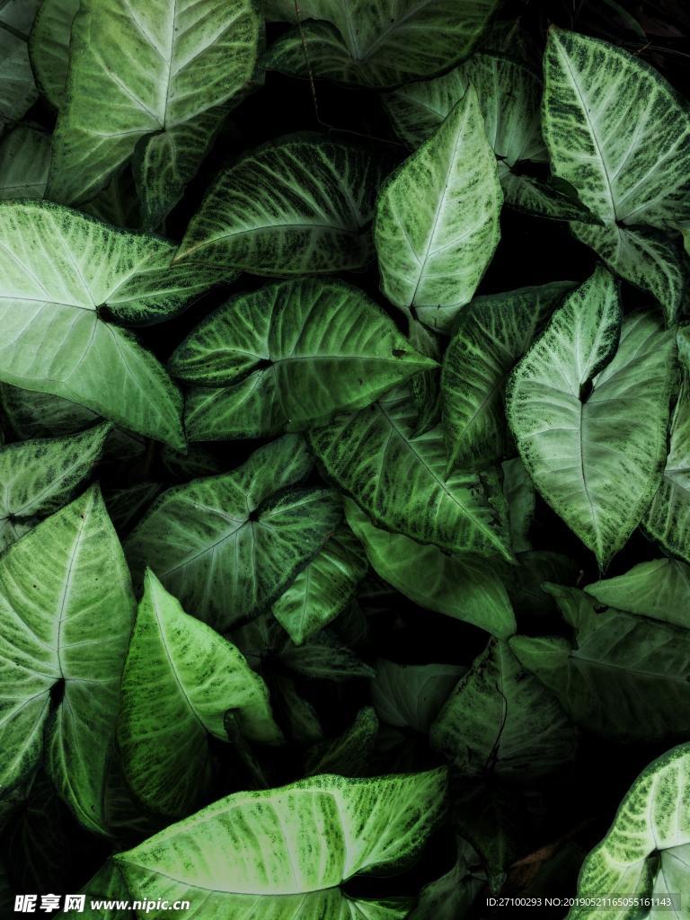植物 樹葉 樹 春天 春色