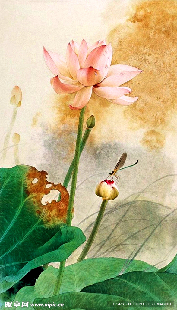 綠葉荷花