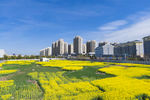 城市油菜花海