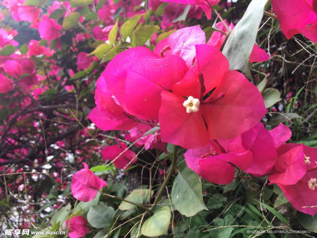 杜鵑花 紅杜鵑 火紅的花 艷麗