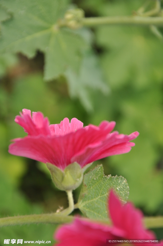 蜀葵 花卉 春天 花 植物