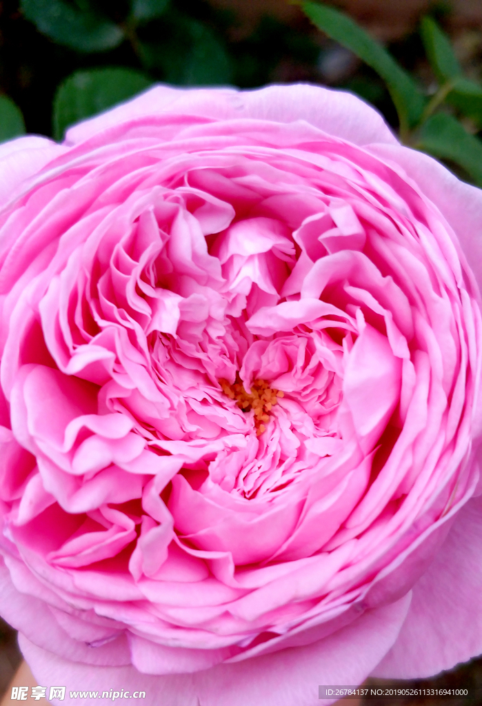 薔薇
