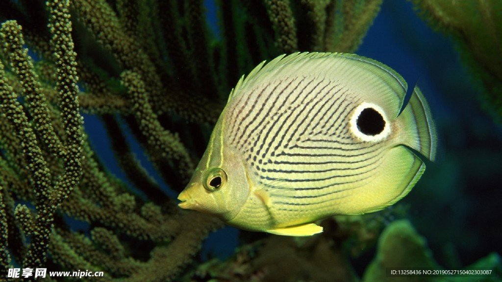 深海小魚