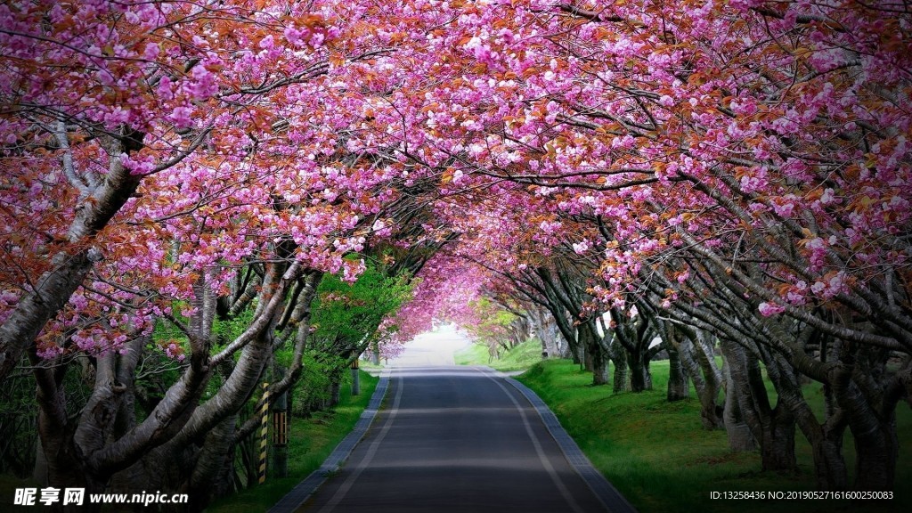 桃花公路