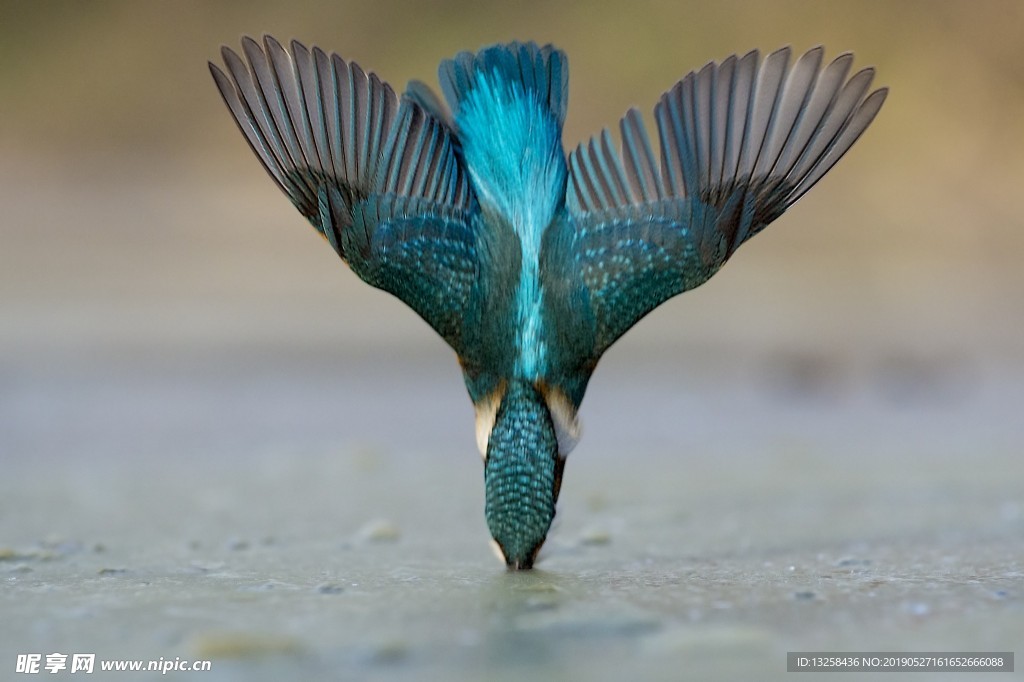翠鳥捕魚
