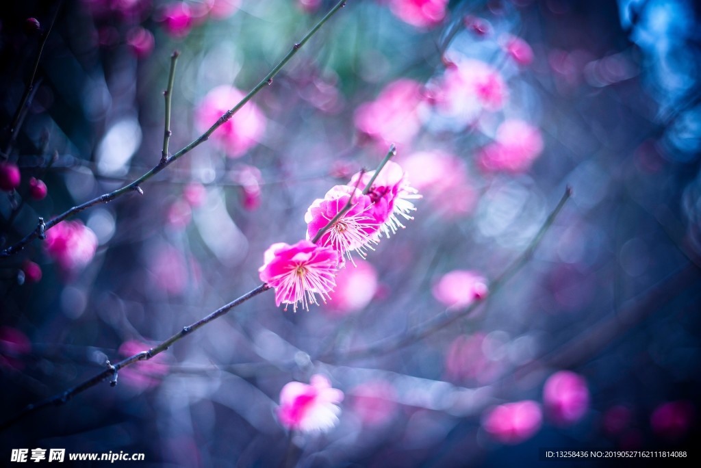 粉紅花朵