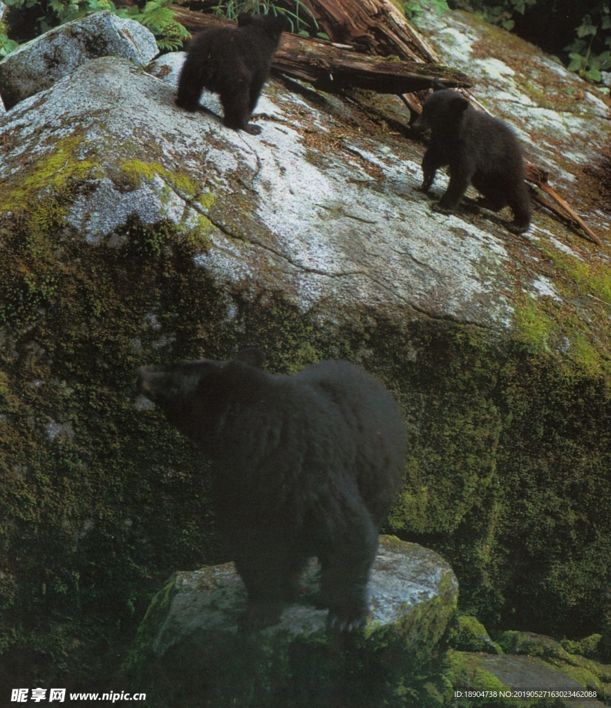狗熊 动物世界 自然景观 陆地