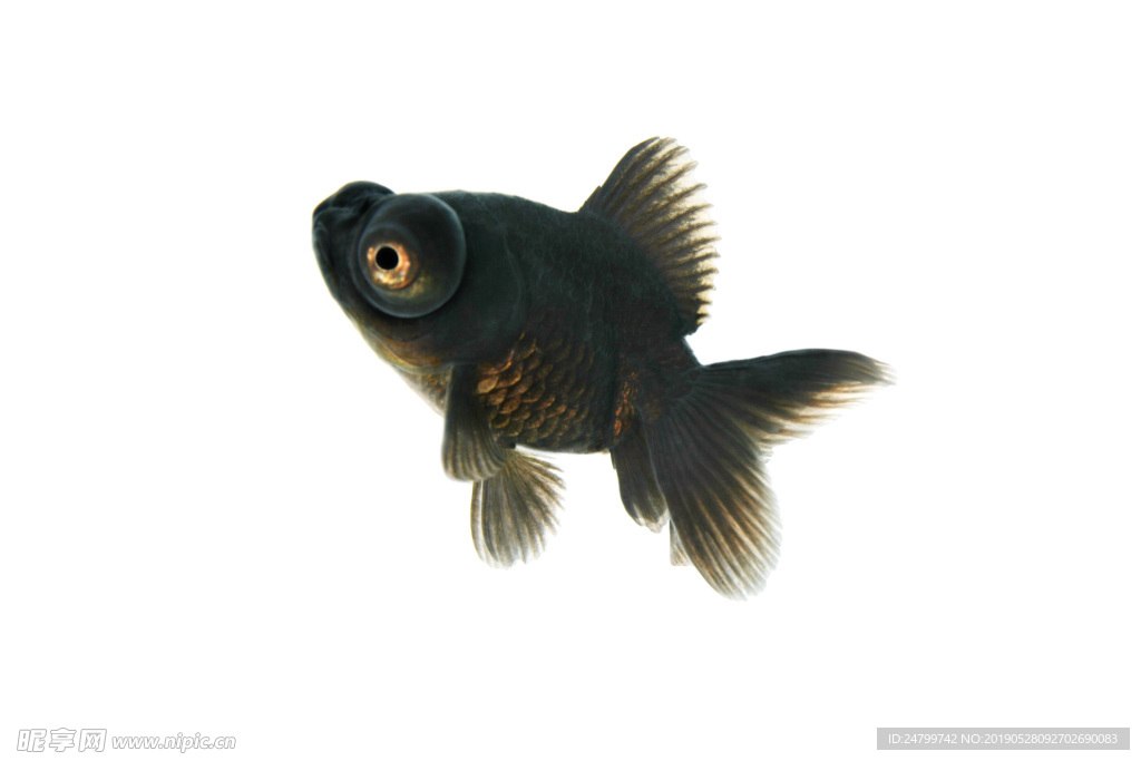 黑金魚