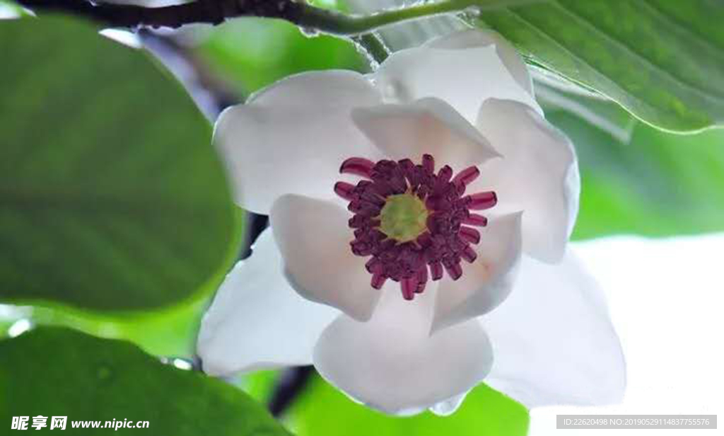 木蘭花