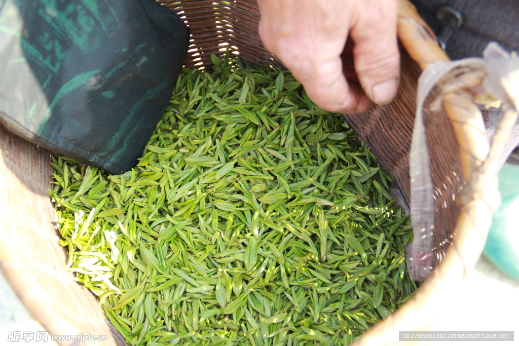 茶葉