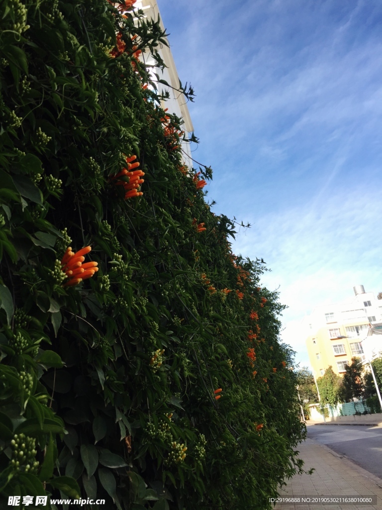 綠植墻