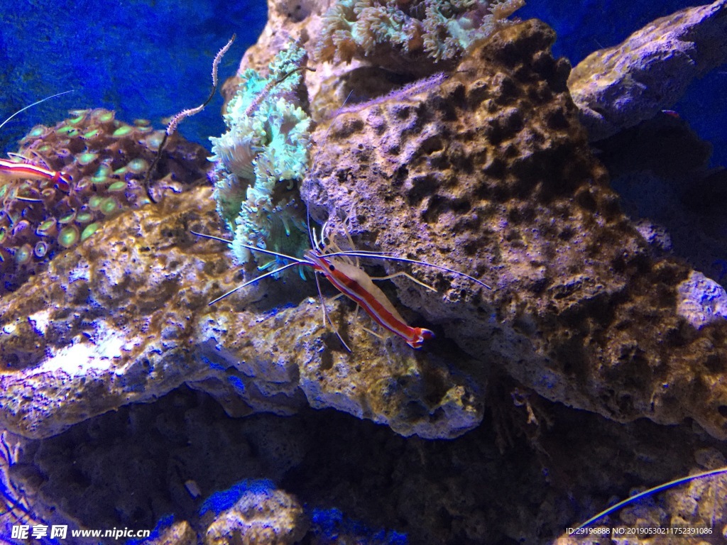 海洋生物