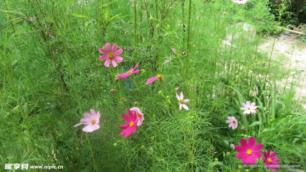 風(fēng)景 花草