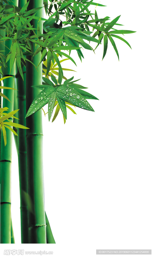 竹子