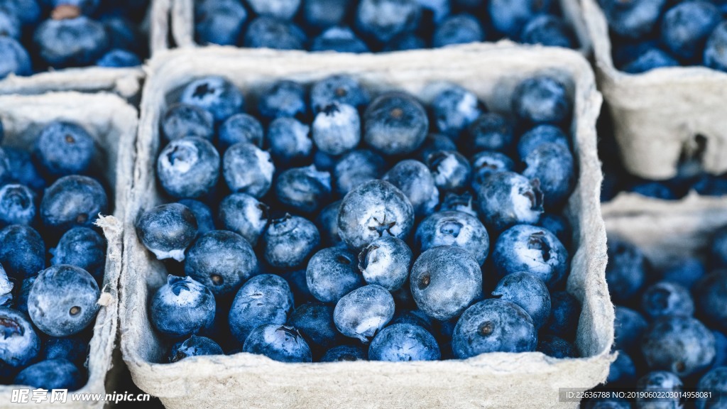 蓝莓果实唯美图片素材