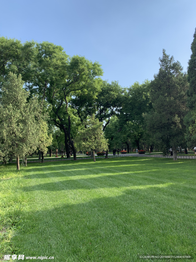 綠草地  綠樹  樹蔭