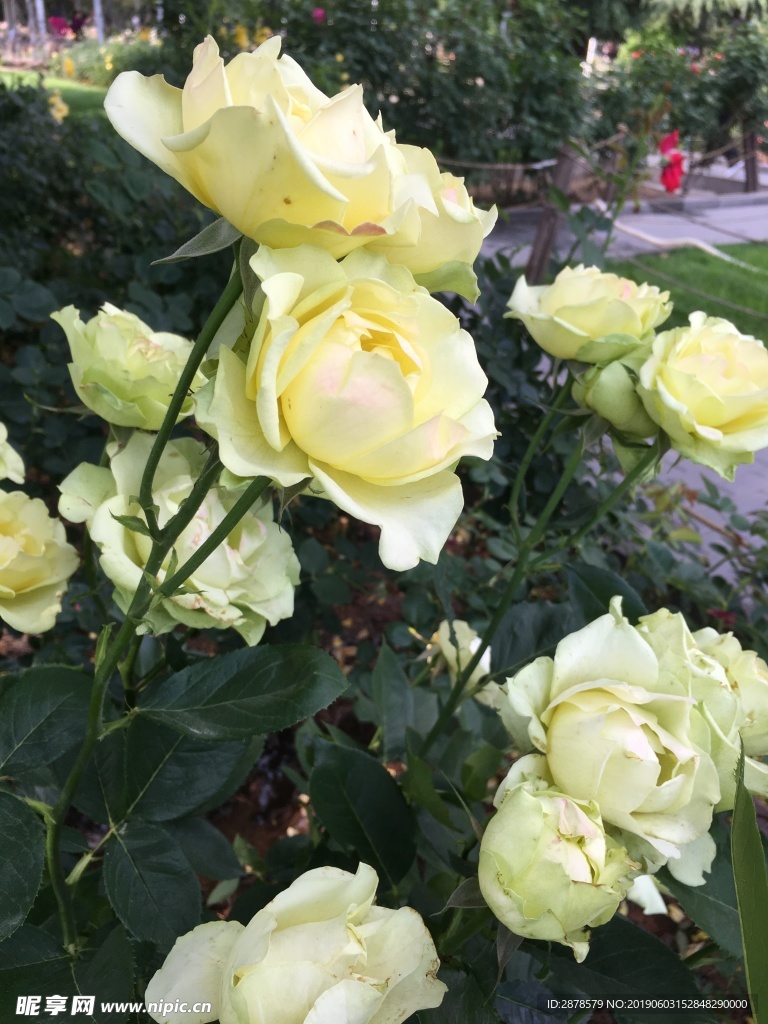 月季花  月季