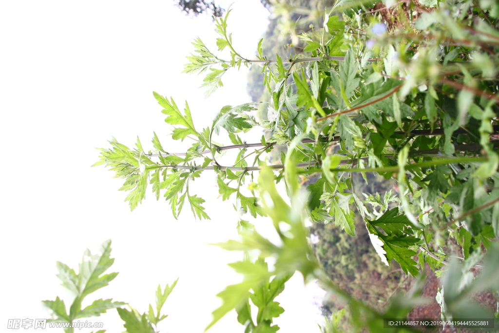 蒿菜 白蒿 植物 天然 鄉村