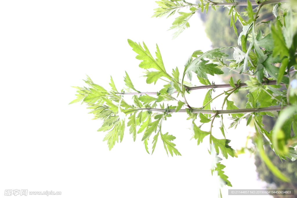 蒿菜 白蒿 植物 天然 鄉村