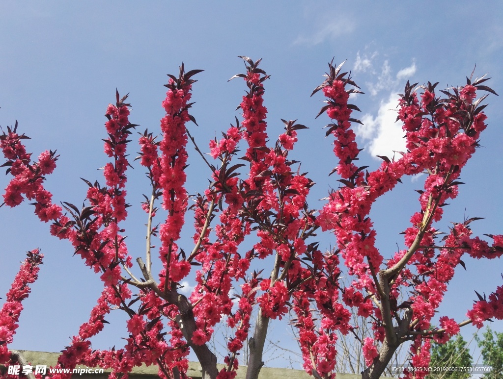 春天  桃花