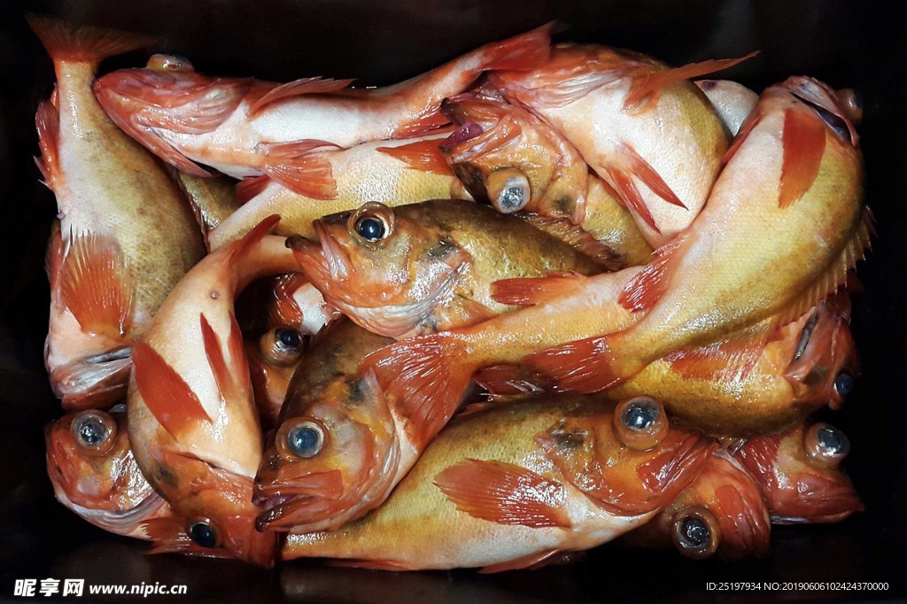 魚 海魚
