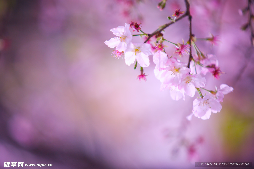 花朵 自然 櫻花 春天