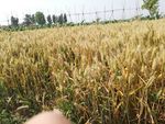 小麦  麦子