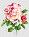 手绘玫瑰花素材 油墨 水墨