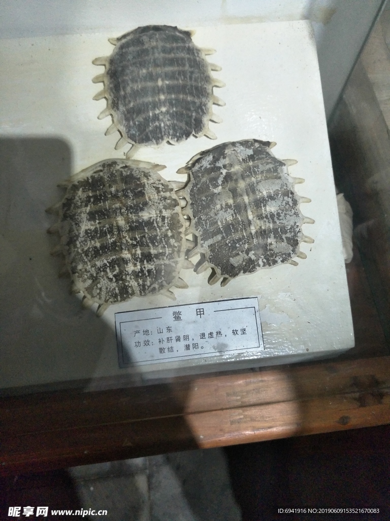 鱉甲
