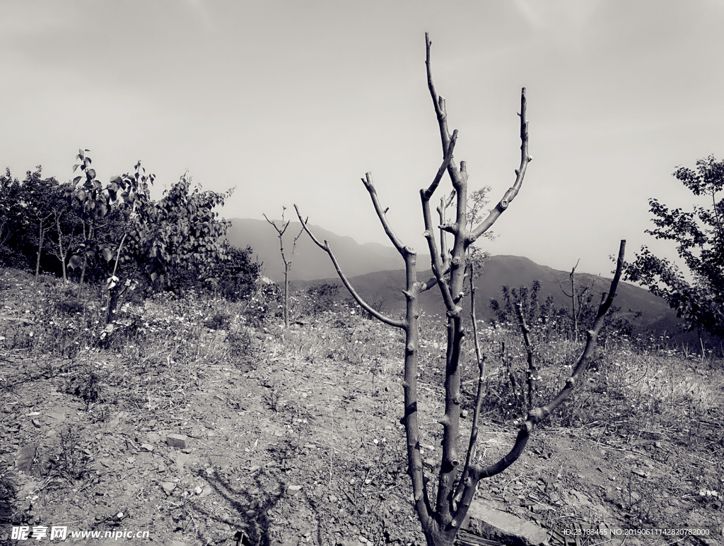 枯樹   野外  山