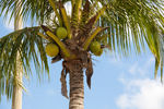 椰子树椰果 仰拍 夏季 丰收