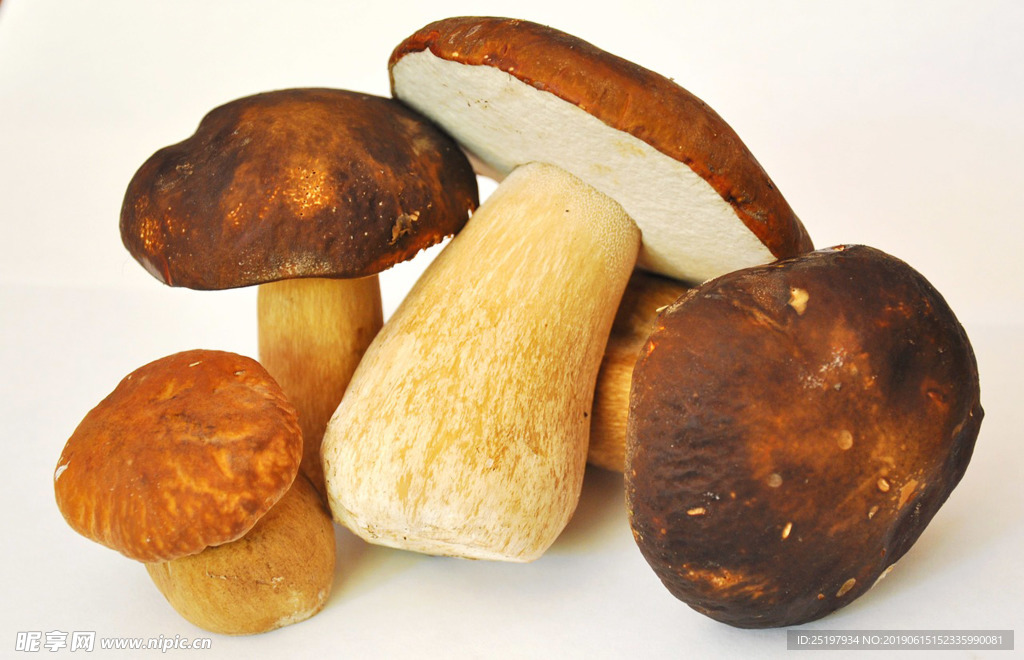 野蘑菇